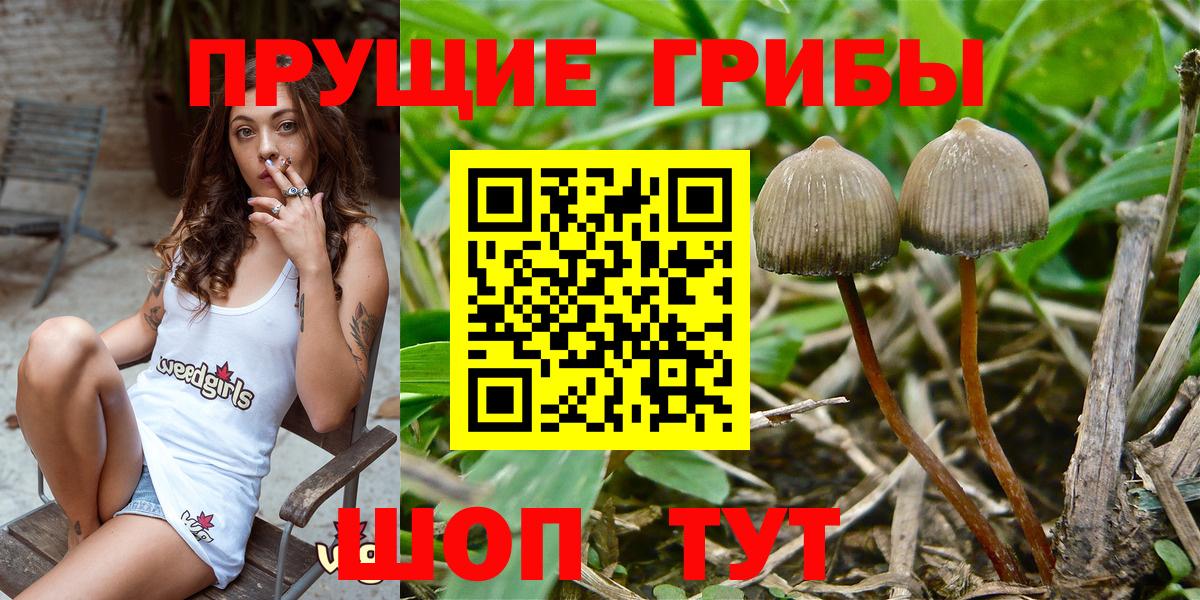Псилоцибиновые грибы Psilocybine cubensis Печора