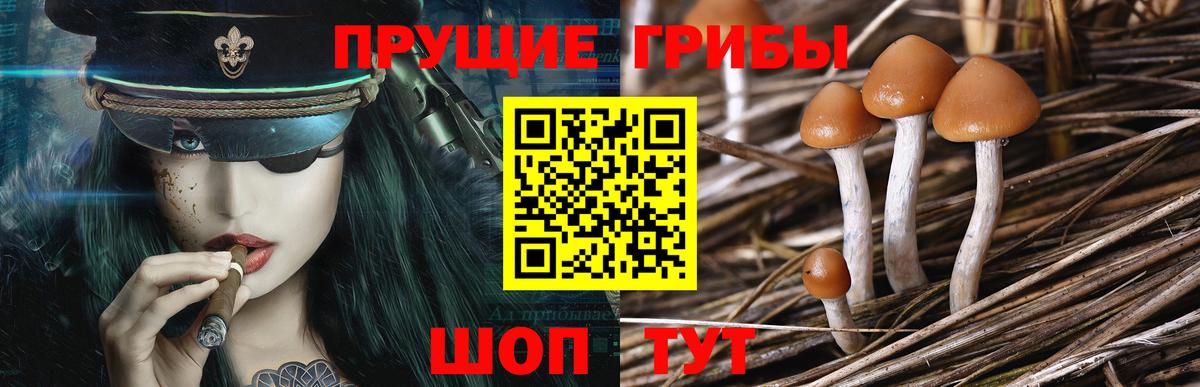 Печора  Галлюциногенные грибы Cubensis  Вход с VPN 
